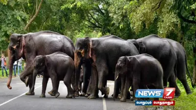 5 யானைகள் காப்பகத்தில் கணக்கெடுக்கும் பணி தொடக்கம் 