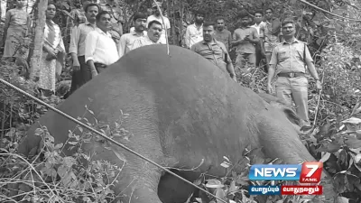 கோத்தகிரி அருகே மின்சாரம் பாய்ந்து ஆண் யானை உயிரிழப்பு 