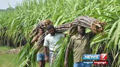 கரும்பு விவசாயிகளுக்கு இனிப்பான செய்தி    சிறப்பு ஊக்கத்தொகை வழங்க ரூ 247 கோடி ஒதுக்கி  tngovt உத்தரவு 