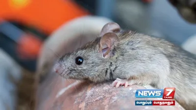 அதிகரிக்கும்  leptospirosis   நிகழாண்டில் 1500 பேர் பாதிப்பு    முன்னெச்சரிக்கை நடவடிக்கைகள் தீவிரம் 