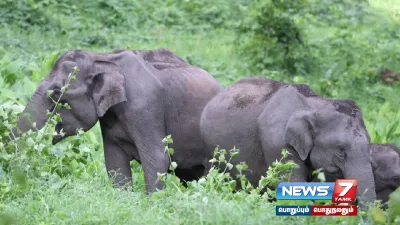 பேரிடரால் காட்டுக்குள் தஞ்சம்   யானைகளின் கருணையால் உயிர் பிழைத்த குடும்பம்   வயநாட்டில் நெகிழ்ச்சி சம்பவம் 