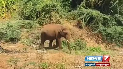 மேட்டுப்பாளையம் அருகே காரை துரத்திய ‘பாகுபலி’ யானையால் பரபரப்பு 