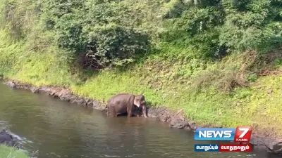 தண்ணீர் குடிக்கச் சென்று தவறி விழுந்த யானை    அணை நீர் நிறுத்தப்பட்டதும் தானாக கரையேறி காட்டுக்குள் தஞ்சம் 