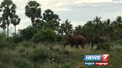  tenkasi   விளைநிலங்களை சேதப்படுத்தும் யானைகள்… நடவடிக்கை எடுக்க கோரிக்கை 