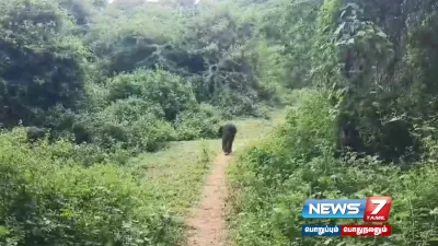 தாயை பிரிந்த குட்டி யானையை கூட்டத்தில் சேர்க்கும் பணி தீவிரம் 