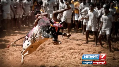 இந்த ஆண்டின் முதல் ஜல்லிக்கட்டு    தச்சங்குறிச்சியில் விறுவிறுப்பு 