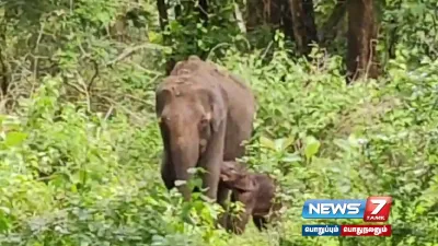  mudumalai தனியாக சுற்றிய குட்டியானை    26 மணி நேர போராட்டத்திற்கு பின் தாயுடன் சேர்ப்பு 