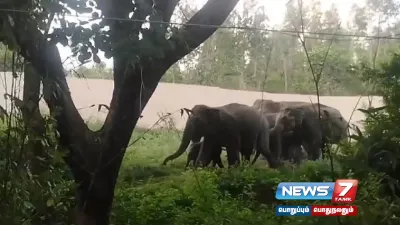 தனியார் கல்லூரி வளாகத்திற்குள் புகுந்த காட்டு யானைகள்   விரட்டிய வனத்துறையினர் 