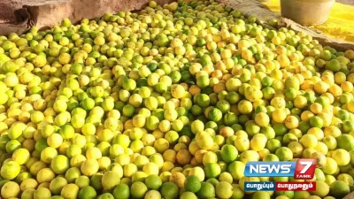 சுட்டெரிக்கும் வெயில் எதிரொலி    tenkasi  ல் எலுமிச்சை விலை உயர்வு 