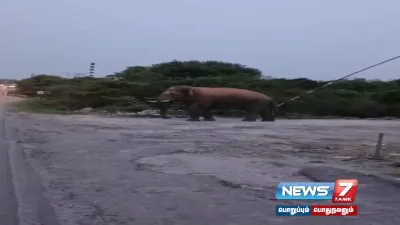 ஒசூர் தேசிய நெடுஞ்சாலையில் வாகனங்களை வழிமறித்த யானையால் பரபரப்பு 