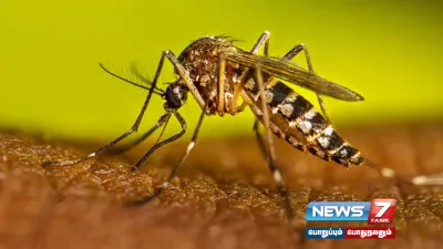 திண்டுக்கல்லில் 4 பேருக்கு  dengue காய்ச்சல் உறுதி 