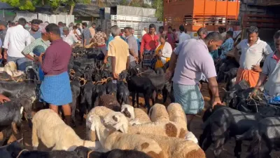 பக்ரீத் பண்டிகையை முன்னிட்டு களைகட்டிய ஆட்டுச் சந்தைகள் 