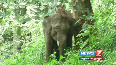 குன்னூர் மலைப்பாதையில் முகாமிட்ட ஒற்றை கொம்பன் யானை    பயணிகள் அச்சம் 