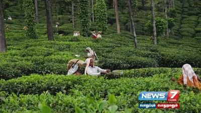 உயர்நீதிமன்ற உத்தரவு எதிரொலி   வீடுகளை காலி செய்ய வேண்டாம் என தேயிலை தோட்ட தொழிலாளர்களுக்கு பிபிடிசி நிர்வாகம் அறிவிப்பு 