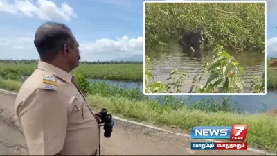  tenkasi   ஆனந்த குளியலிட்டு ஆட்டம் போட்ட காட்டு யானை  15 மணி நேர போராட்டத்திற்குப் பின் விரட்டிய வனத்துறையினர் 