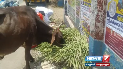  drumsticks   முருங்கைக்காய் விலை கடும் வீழ்ச்சி    சாலையோரம் வீசி சென்ற விவசாயிகள் 