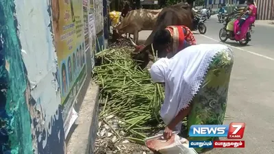  drumsticks   முருங்கைக்காய் விலை கடும் வீழ்ச்சி    சாலையோரம் வீசி சென்ற விவசாயிகள் 