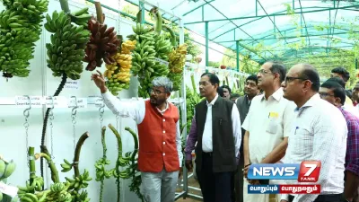 நீரிழிவு நோயாளிகளுக்கான வாழைப்பழம்   விரைவில் அறிமுகம் 