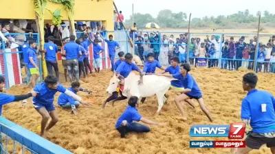 திருமயம் அருகே சாரல் மழையில் ஜல்லிக்கட்டு 