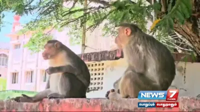 ராமநாதபுரம் நீதிமன்ற வளாகத்திற்குள் திடீரென என்ட்ரி கொடுத்த ஜோடி குரங்குகள்   பார்த்து ரசித்த பொதுமக்கள் 